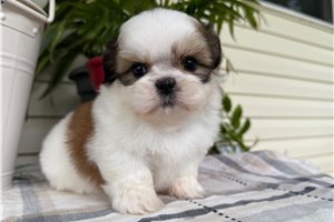 Reece - puppy for sale