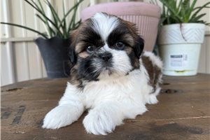 Ciara - puppy for sale