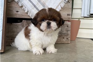 Weston - Shih Tzu for sale