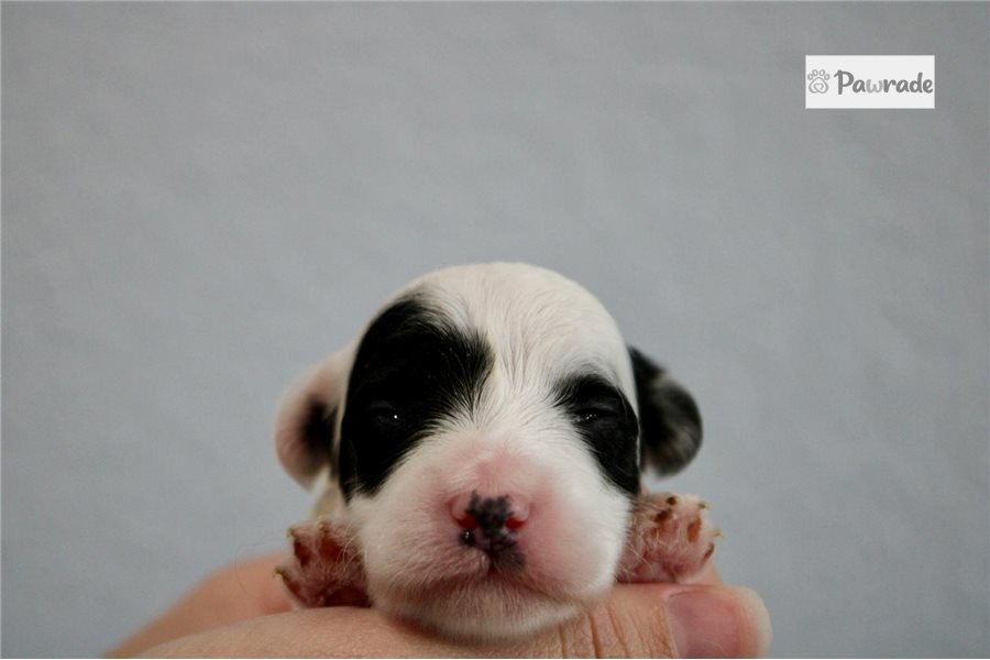 Sheldon - Mini Goldendoodle for sale