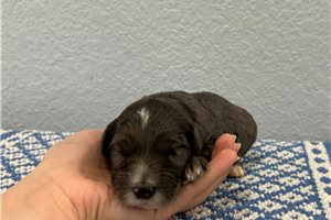 Nolan - Goldendoodle, Mini for sale