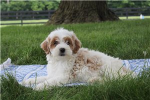 Nicole - puppy for sale