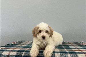 Midas - Goldendoodle, Mini for sale