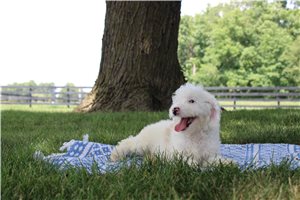 Noah - Goldendoodle, Mini for sale