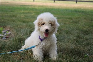 Natalie - Goldendoodle, Mini for sale