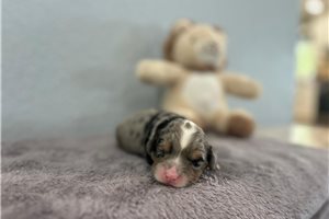 Nayeli - Goldendoodle, Mini for sale