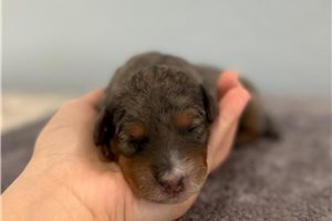 Nancy - Goldendoodle, Mini for sale