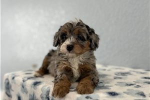 Marilyn - Goldendoodle, Mini for sale
