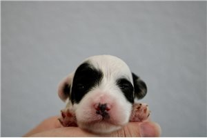 Sheldon - puppy for sale