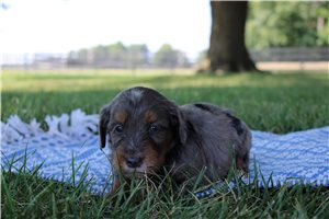 Micah - Goldendoodle, Mini for sale
