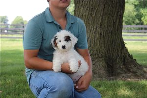 Nadia - puppy for sale