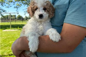 Norma - Goldendoodle, Mini for sale