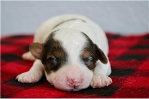 Vulka - puppy for sale
