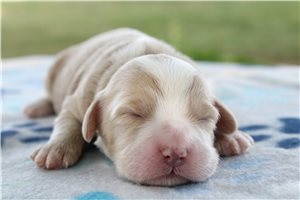Mitch - puppy for sale