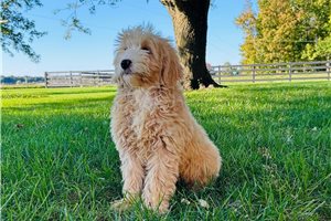 Mack - Mini Goldendoodle for sale