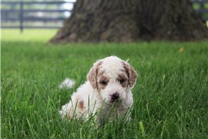 Norma - Goldendoodle, Mini for sale