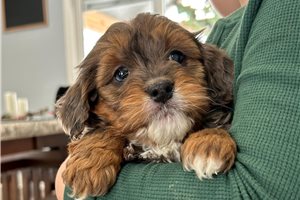 Murphy - puppy for sale