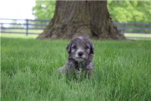 Nolan - Goldendoodle, Mini for sale