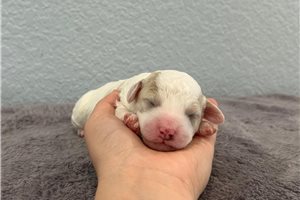 Norma - puppy for sale