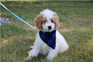 Norma - Goldendoodle, Mini for sale