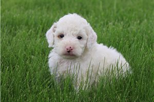 Noah - Goldendoodle, Mini for sale
