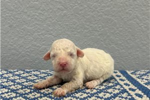 Nathan - puppy for sale