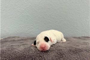 Nadia - puppy for sale