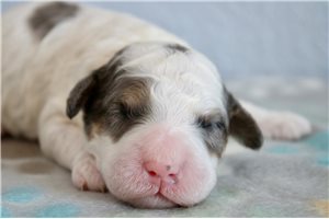 Virtue - puppy for sale
