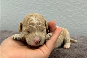 Navy - puppy for sale