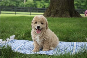 Nevaeh - Goldendoodle, Mini for sale