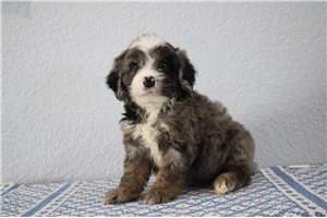 Mashall - Goldendoodle, Mini for sale