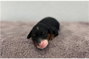 Nadine - puppy for sale