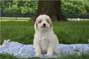 Natalie - puppy for sale