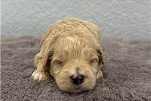Nevaeh - Goldendoodle, Mini for sale