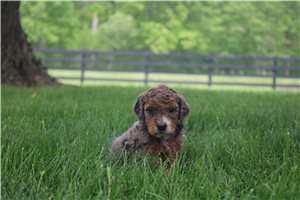 Nancy - Goldendoodle, Mini for sale