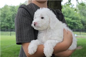 Noah - puppy for sale
