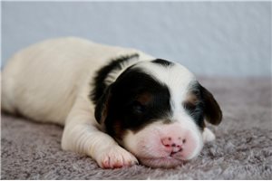 Violet - puppy for sale