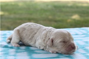 Magnum - Goldendoodle, Mini for sale
