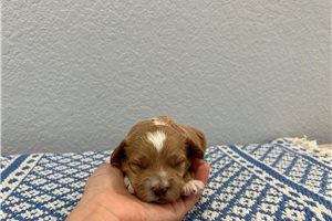 Nessa - puppy for sale