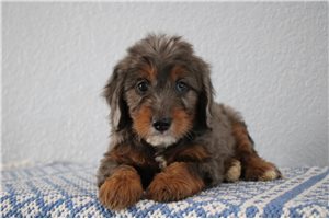 Micah - Goldendoodle, Mini for sale