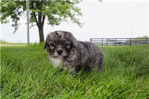 Nash - Goldendoodle, Mini for sale