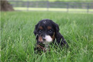 Nadine - Goldendoodle, Mini for sale