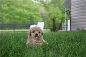 Navy - Goldendoodle, Mini for sale