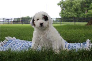 Nadia - Goldendoodle, Mini for sale