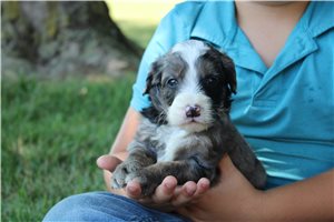 Mashall - Goldendoodle, Mini for sale