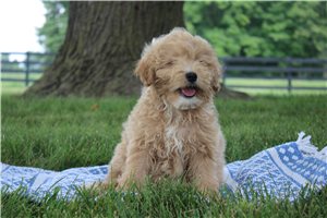 Navy - Goldendoodle, Mini for sale