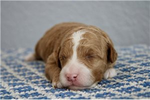 Saylor - puppy for sale
