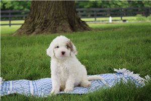 Natasha - Goldendoodle, Mini for sale