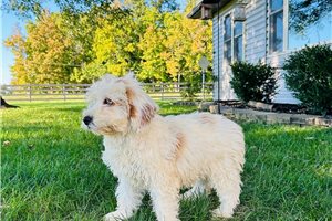 Master - Mini Goldendoodle for sale