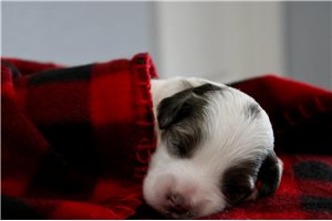 Shane - Mini Goldendoodle for sale
